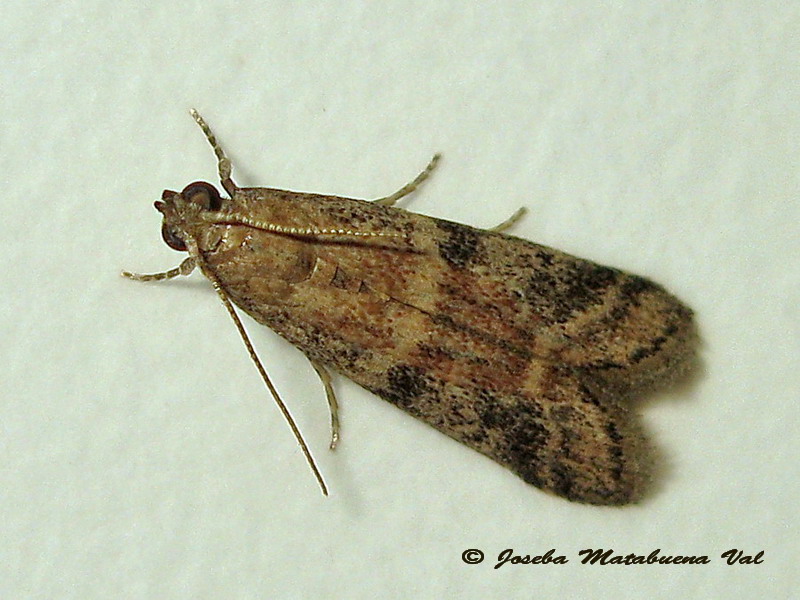 Acrobasis sp. - Pyralidae ?